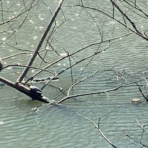 Meet your Posher, Priscilla